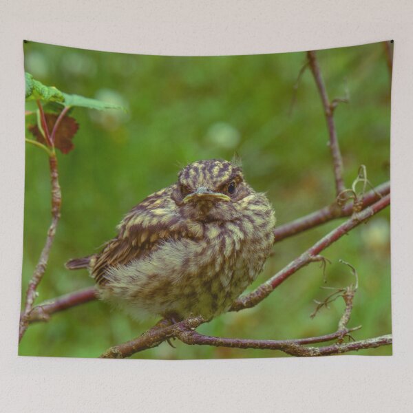 Item preview, Thrush chick sits on a branch designed and sold by yarvin13.