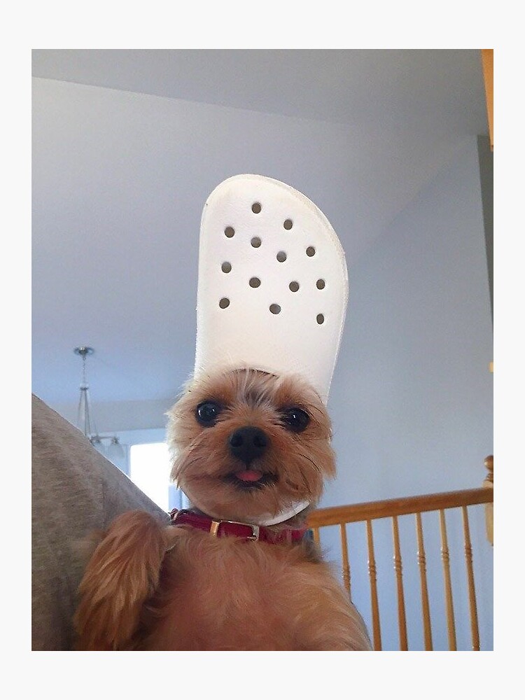 Puppy with croc hat meme | Sticker