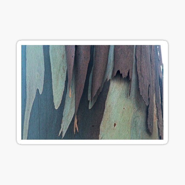 Eucalyptus Tree Bark and Wood Abstract Natural Texture 39 Sticker