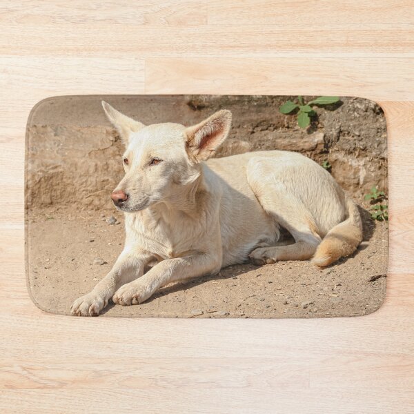 Item preview, Feral dog in India designed and sold by Dalyndigital Photography.