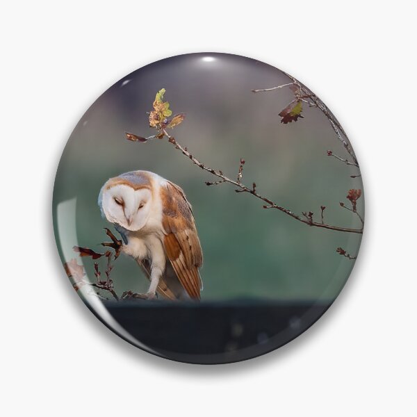 Item preview, Barn Owl scratching an itch! designed and sold by PhotographMassa.