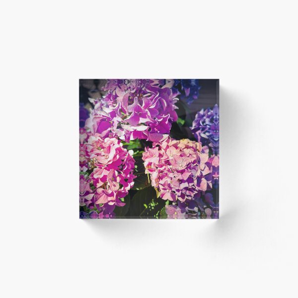 Phlox - a shining sea of flowers Acrylic Block