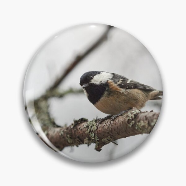 Item preview, The Curious Coal tit designed and sold by Jouko Lehto Photography.