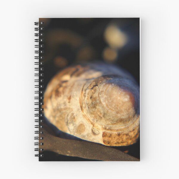 Item preview, Sun on a Whelk designed and sold by Kathleen Daley.