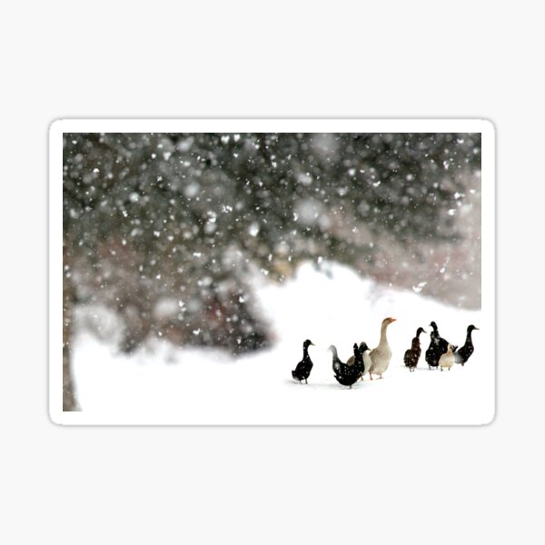 Feathered Friends on a Snowy Day Sticker
