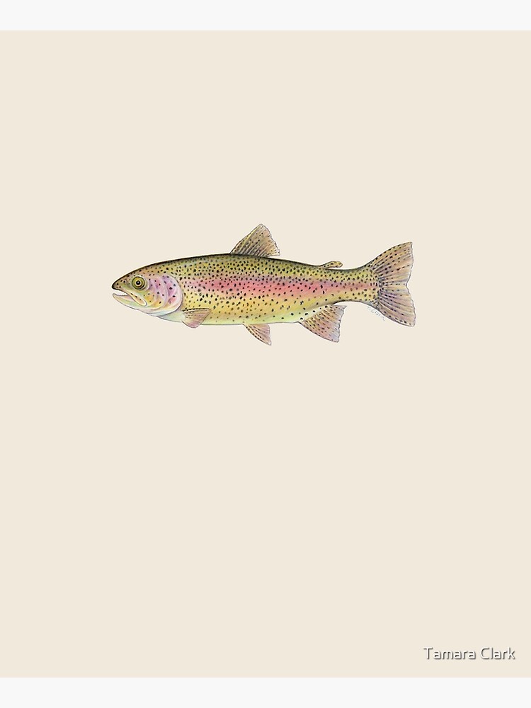 Rainbow Trout (Oncorhynchus mykiss) by edenart
