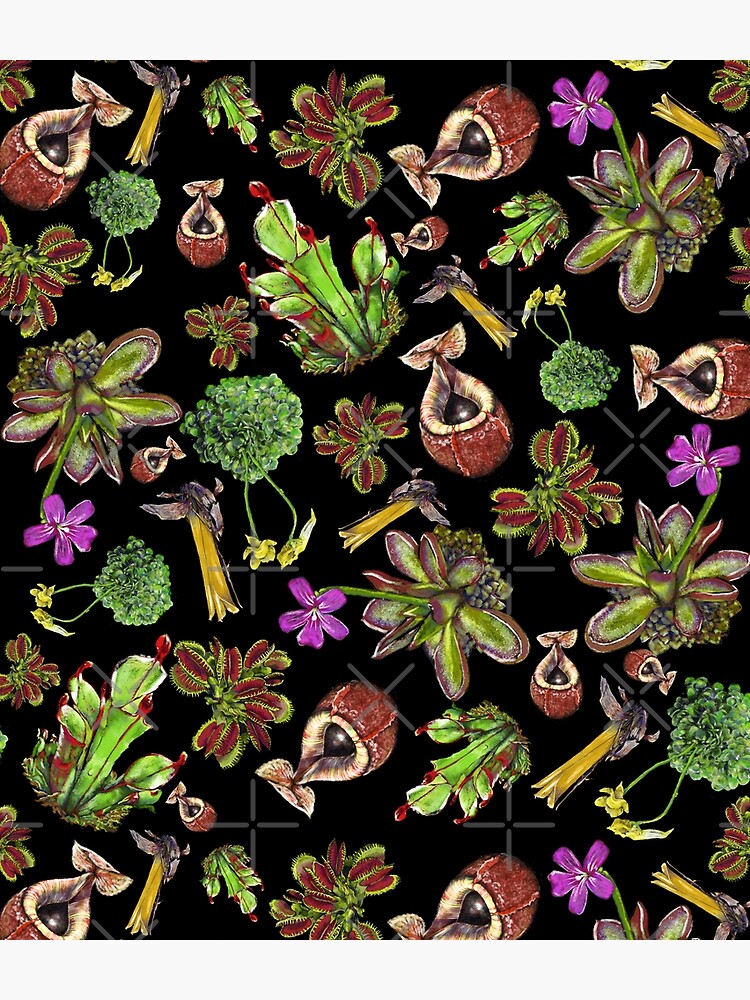 Carnivorous plants black background by rainetteillus