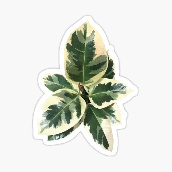 Vista previa del artículo con la obra «Ficus Tineke / árbol de caucho Tineke pintado», diseñado y vendido por Muk1.