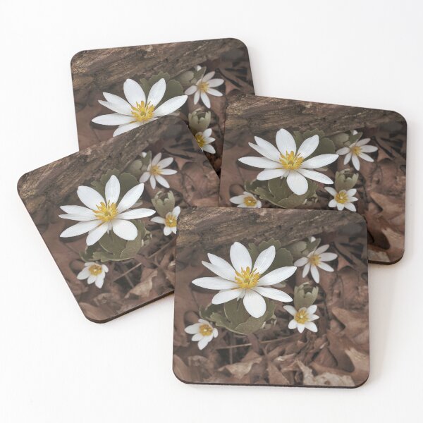Item preview, Bloodroot blooms designed and sold by LaskoPhotos.