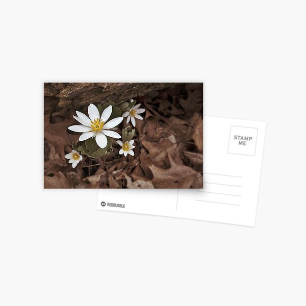 Bloodroot blooms Postcard