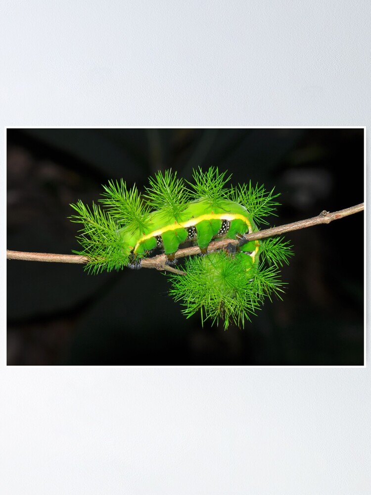 Poster Chenille Verte Venimeuse Par Reptileamphibia Redbubble