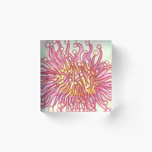 Anemone Starts with A Ocean Alphabet Animals Acrylic Block