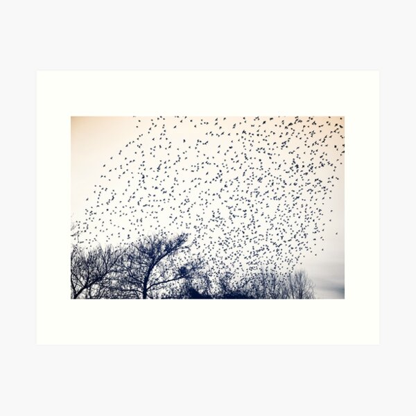 Item preview, starling murmuration japan designed and sold by distracted.