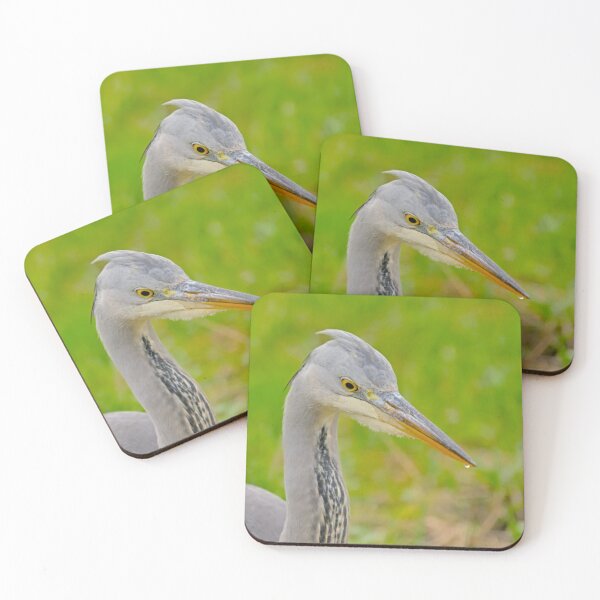 Item preview, Close-up of a juvenile grey heron  designed and sold by xophotography.