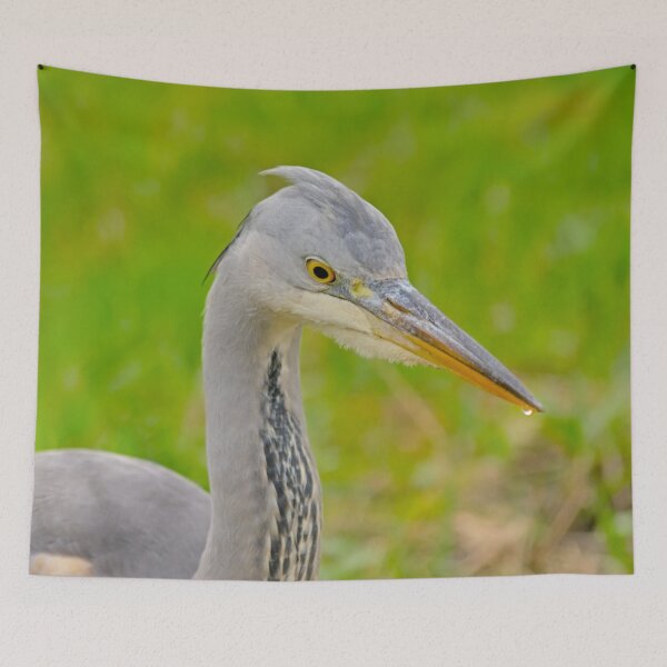 Item preview, Close-up of a juvenile grey heron  designed and sold by xophotography.