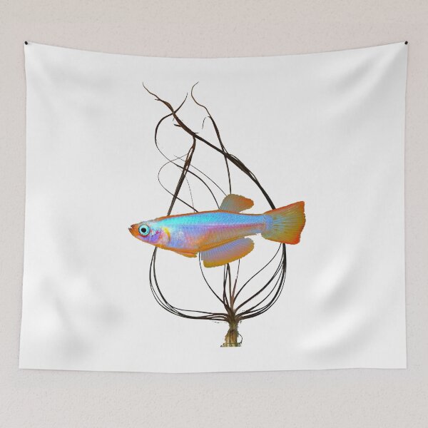 Item preview, Procatopus similis and Crispatula designed and sold by killies.