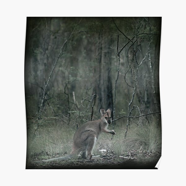 Wallaby Teatime II Poster