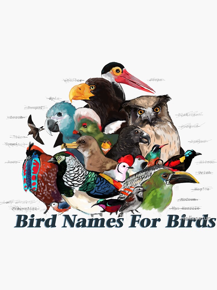 nombres et types de pajaros