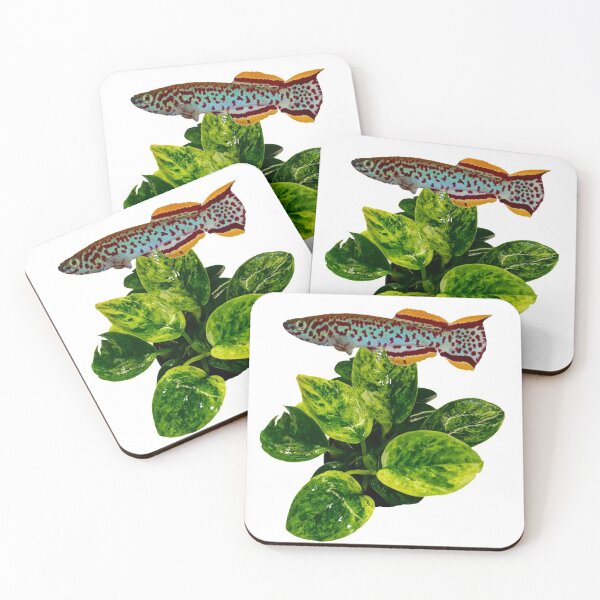 Item preview, Gardneri and gold anubias designed and sold by killies.