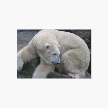 Item preview, Polar Bear designed and sold by steffyfred.