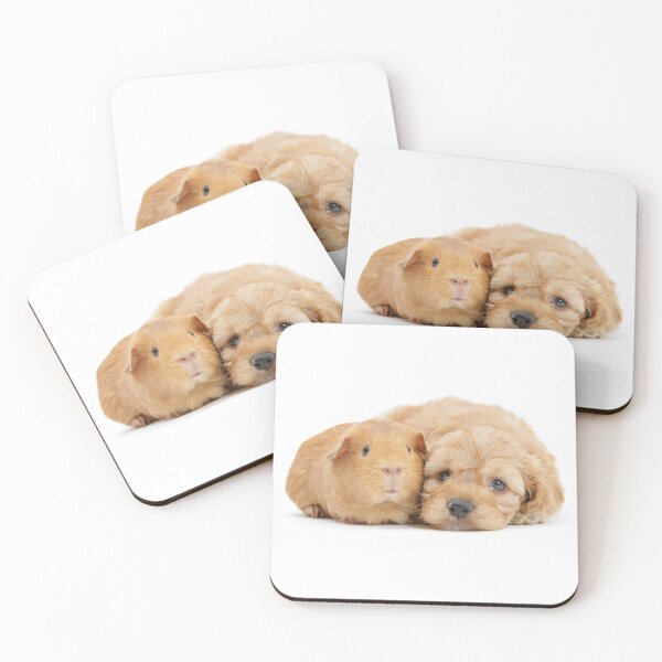 Item preview, Golden Cockapoo and Guinea Pig cuddling  designed and sold by Warren  Photographic.