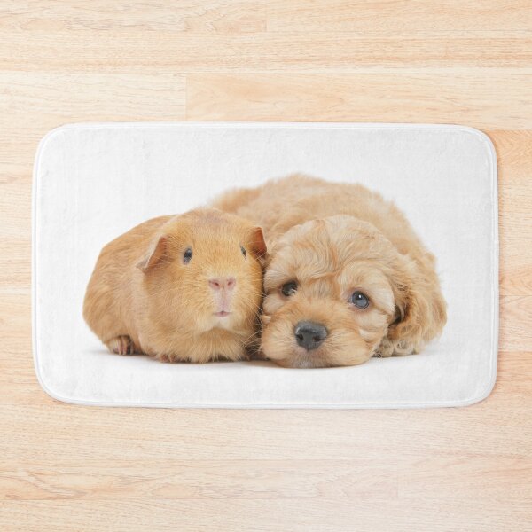 Item preview, Golden Cockapoo and Guinea Pig cuddling  designed and sold by Warren  Photographic.
