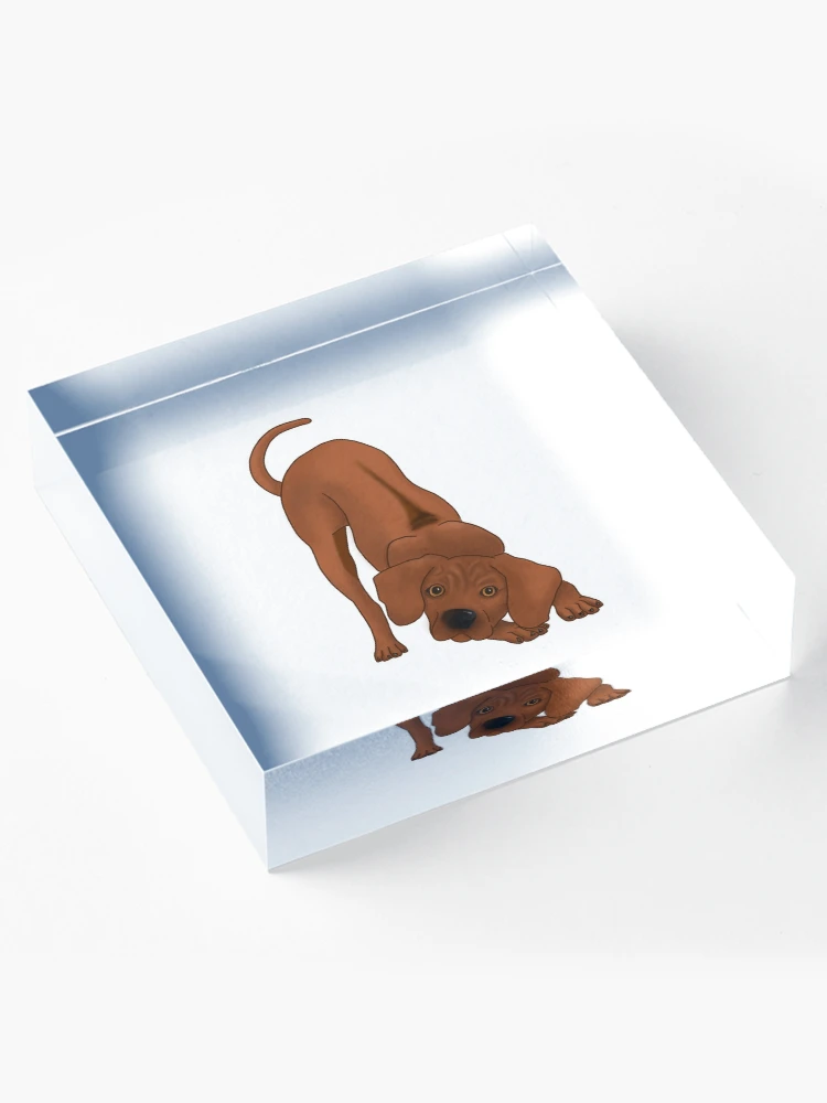 Thumbnail 4 of 5, Acrylic Block, Playful Rhodesian Ridgeback Pup designed and sold by Mat Dixon.