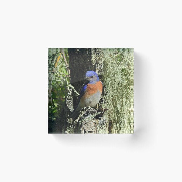 Item preview, Wildlife, gifts, birds, Western bluebird designed and sold by Sandra O'Toole.