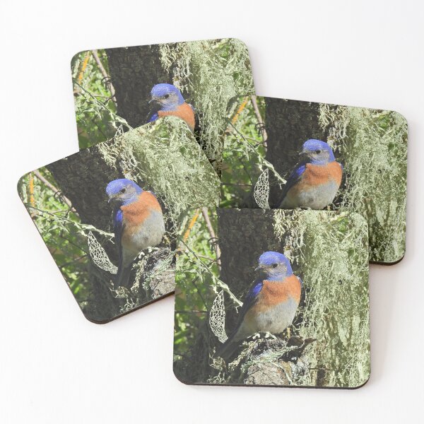 Item preview, Wildlife, gifts, birds, Western bluebird designed and sold by Sandra O'Toole.