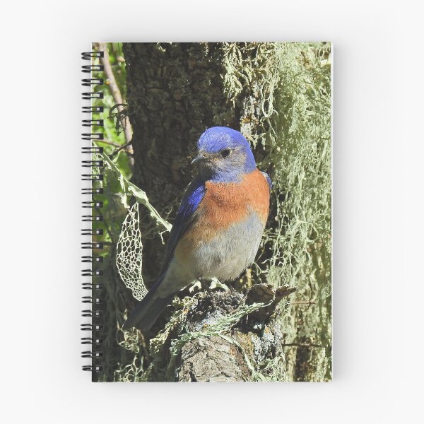 Item preview, Wildlife, gifts, birds, Western bluebird designed and sold by Sandra O'Toole.