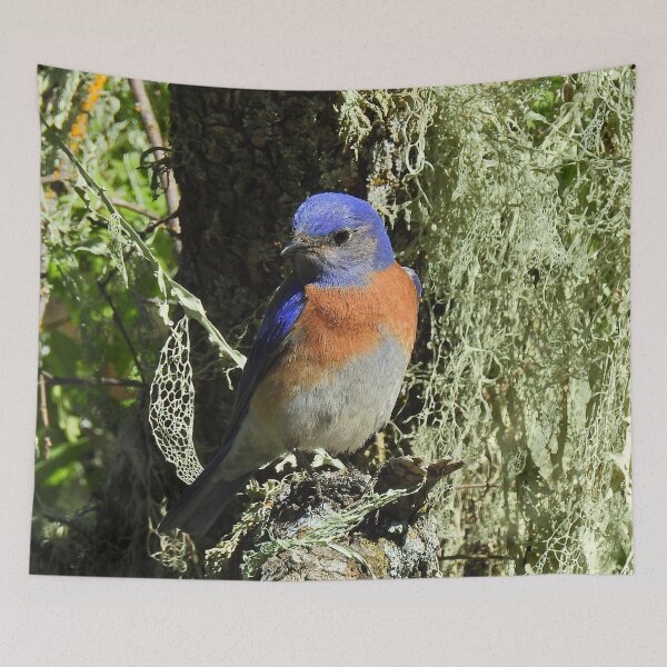 Item preview, Wildlife, gifts, birds, Western bluebird designed and sold by Sandra O'Toole.