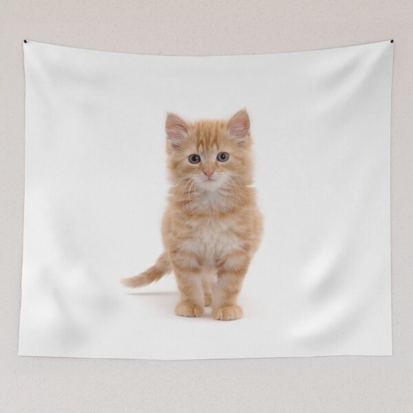 Item preview, Fluffy ginger kitten designed and sold by Warren  Photographic.