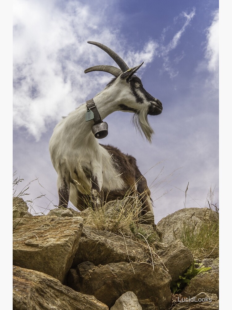 Goat Purple Sky Nature Aesthetic 2020 Poster For Sale By Lucidlooks