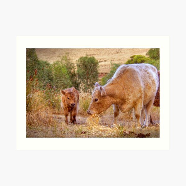 Mother and Daughter, Galloway Cows, Kanmantoo, Adelaide Hllls, SA Art Print
