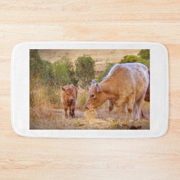 Item preview, Galloway Cows designed and sold by markrichards.