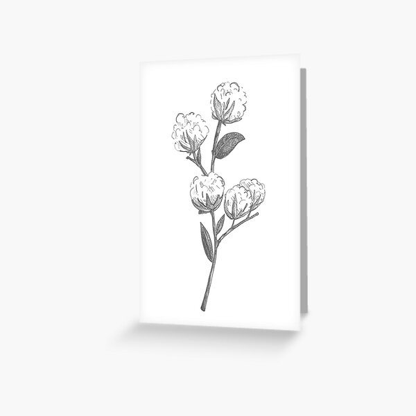 Wild Cotton Branch Greeting Card