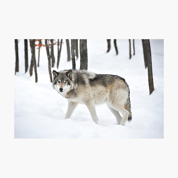Item preview, Eye contact with a Wolf... designed and sold by Poete100.