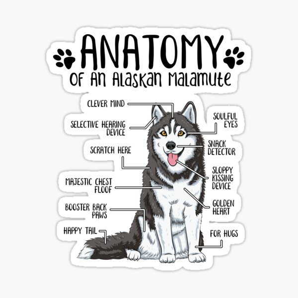 Funny Alaskan Malamute Anatomy Dog Lover Gift