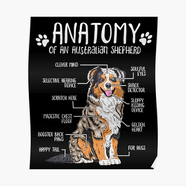Lustiges australisches Schäfer-Anatomie-Hundeliebhaber-Geschenk Poster