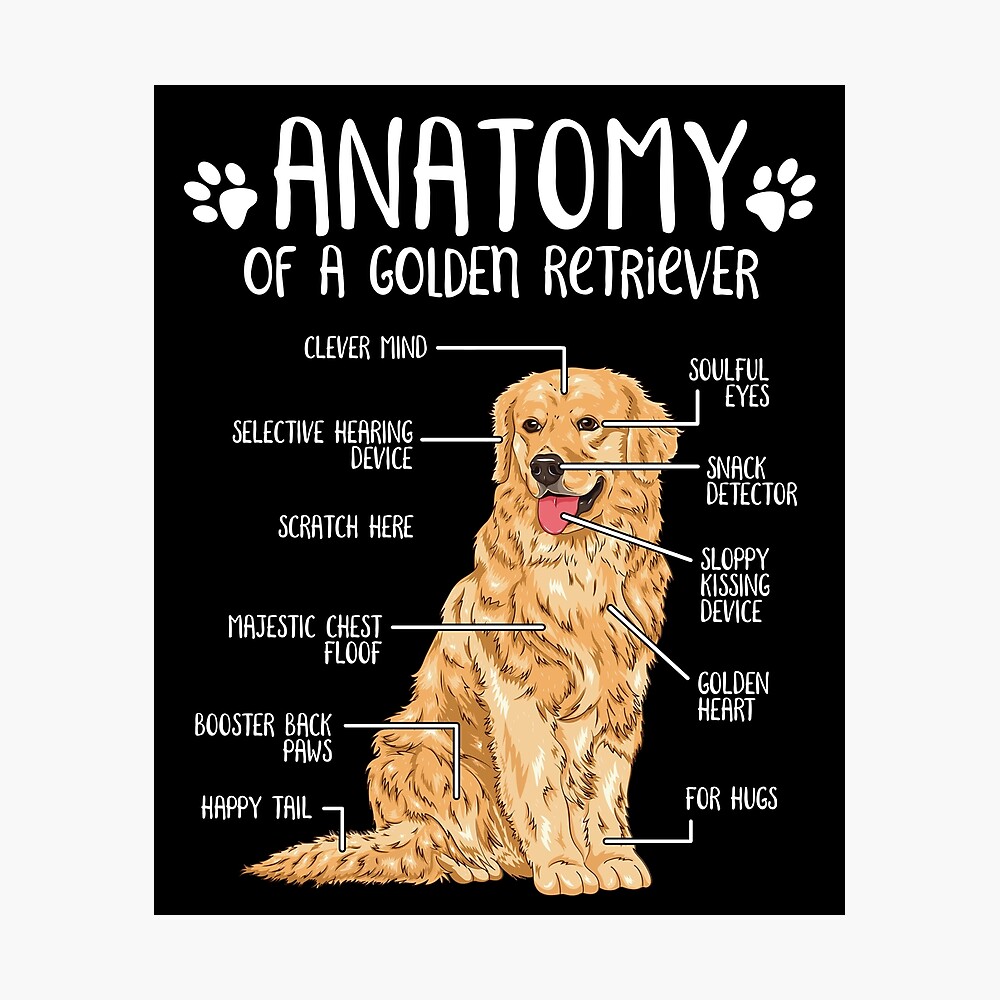 Funny Golden Retriever Anatomy Dog Lover Gift