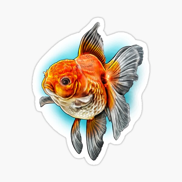 Oranda Gifts Merchandise Redbubble