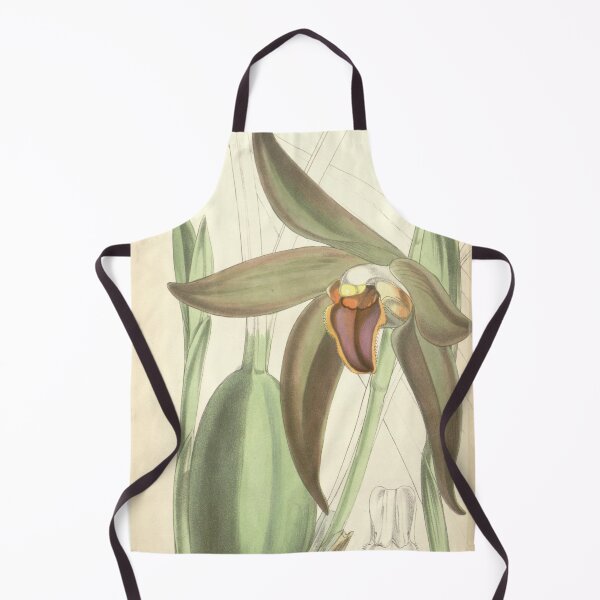 Item preview, Sudamerlycaste gigantea or Ida gigantea (as Lycaste gigantea) Curtis' 92 (Ser. 3 no. 22) pl. 5616 (1866) designed and sold by EsotericBotanic.