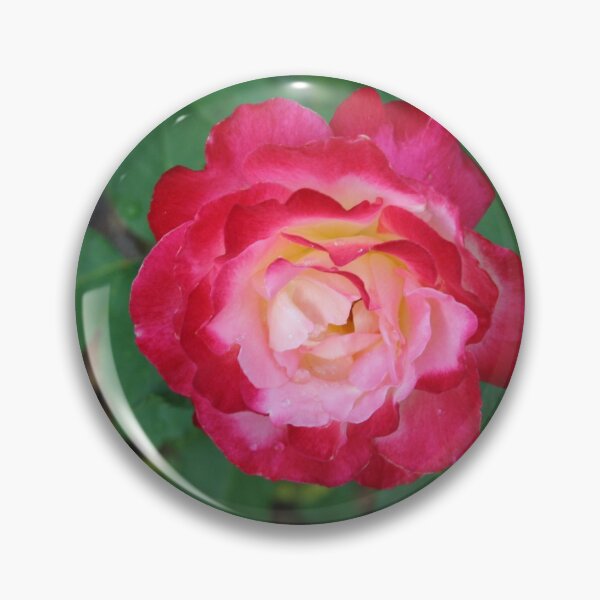 Item preview, Joy, a Rose designed and sold by Christine  Wilson Photos.