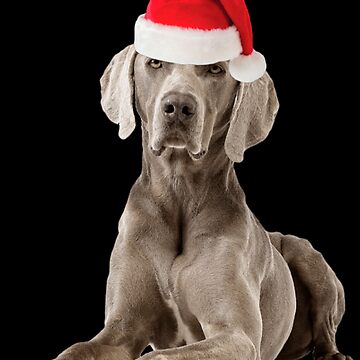 Weimaraner Dog Christmas Hat Present' Sticker