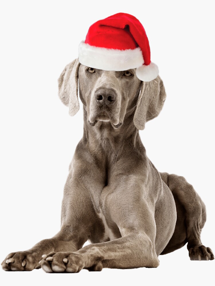 Weimaraner Dog Christmas Hat Present' Sticker