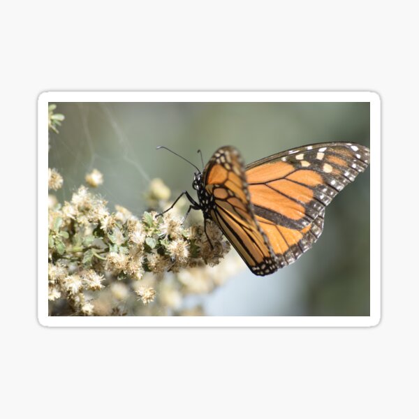 Pismo Butterfly Sticker