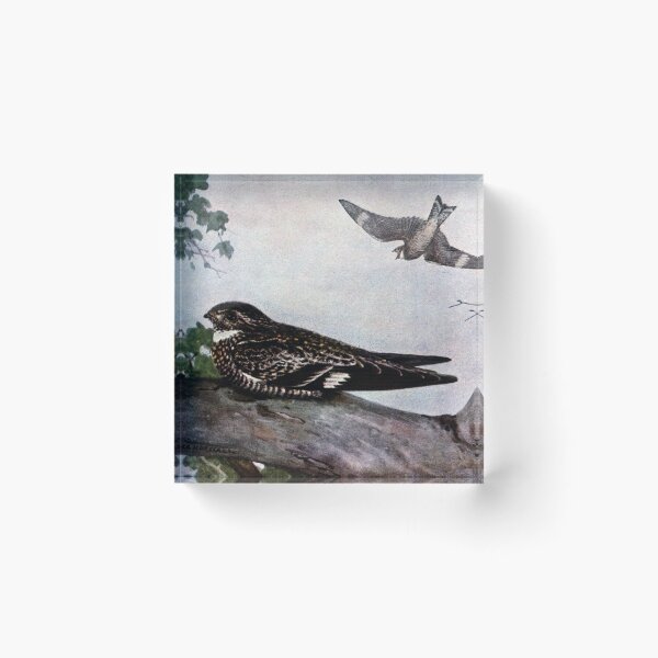 Item preview, Nighthawk on Branch designed and sold by fenneltea.