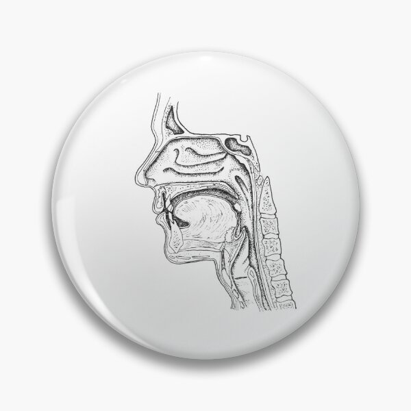 Item preview, Craniofacial Anatomy designed and sold by JennDaddi.