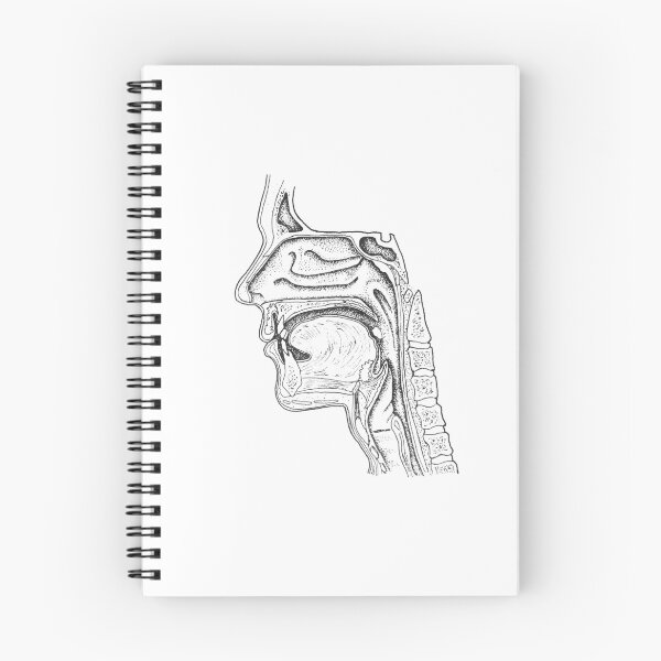 Item preview, Craniofacial Anatomy designed and sold by JennDaddi.
