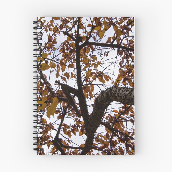 Item preview,  Tieve Gardens, Mount Macedon, Victoria, Australia designed and sold by Dreamscape Eclectic .